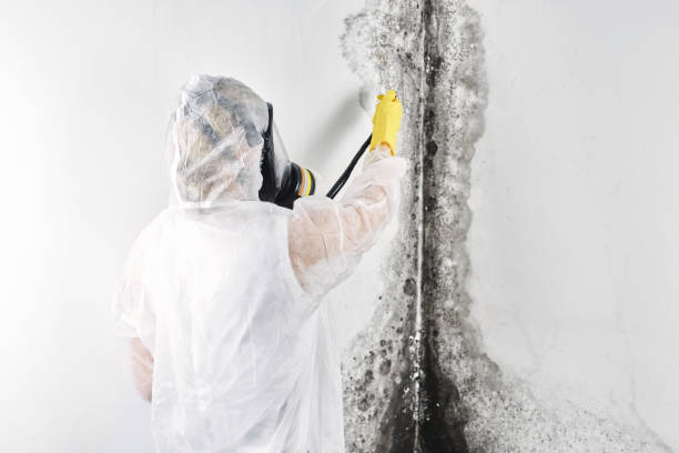 Best Water damage restoration experts  in Sand Lake, MI